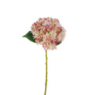 Ortensia 50cm
