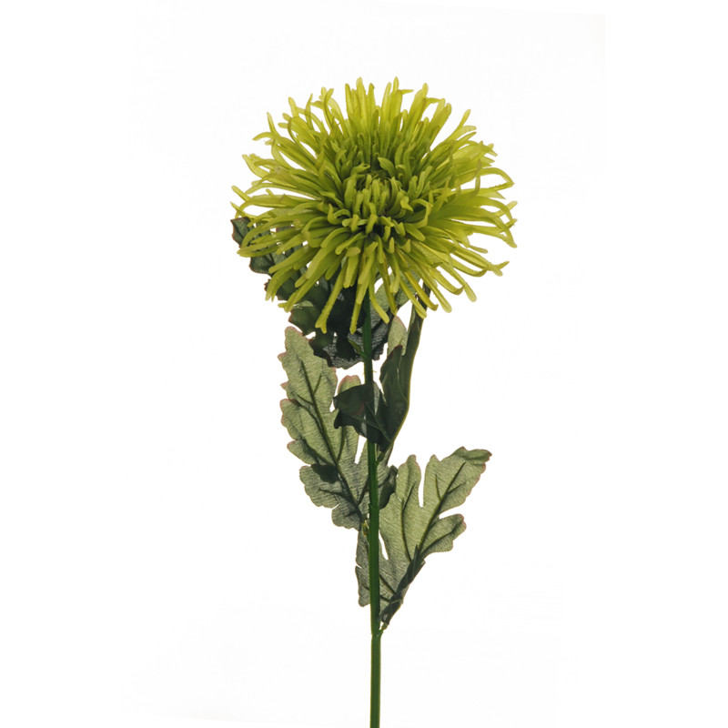 Ramo di Crisantemo Ragno Verde