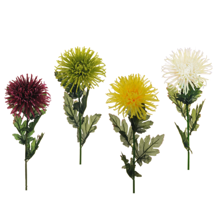 Ramo di Crisantemo Ragno Ramo di Crisantemo Ragno