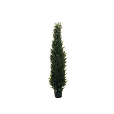 Cipresso 150cm
