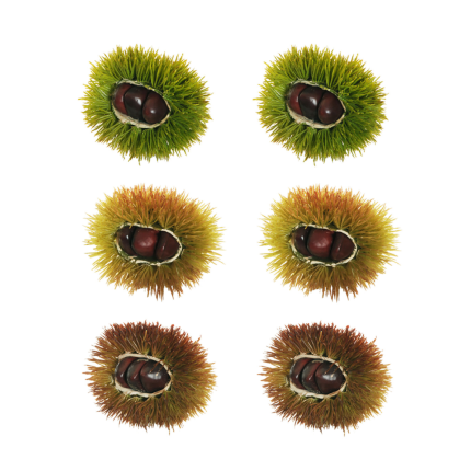 Castagna con Riccio da Decoro (6 Pezzi) Castagna con Riccio da Decoro (6 Pezzi)