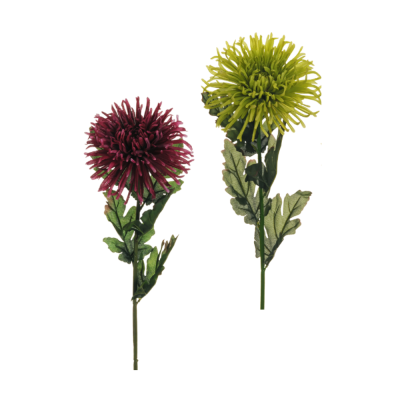 Ramo di Crisantemo Ragno