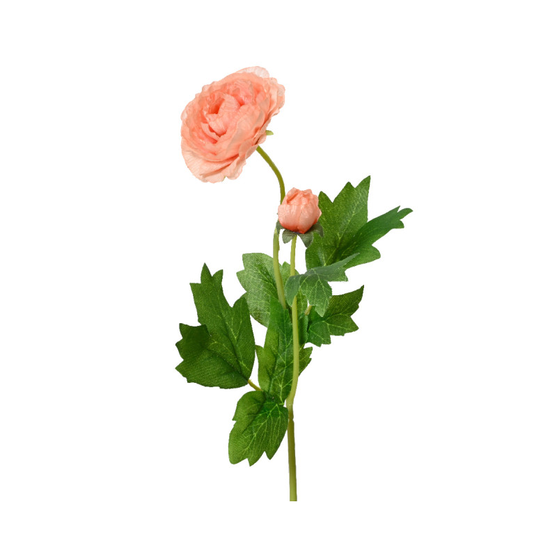 Camelia Ranuncolo Con Stelo Pesca