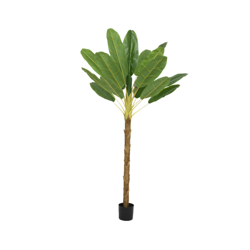 Pianta di Banano in Vaso