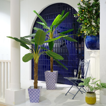 Pianta di Banano in Vaso