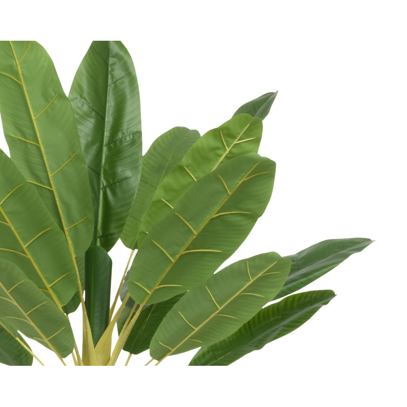 Pianta di Banano in Vaso