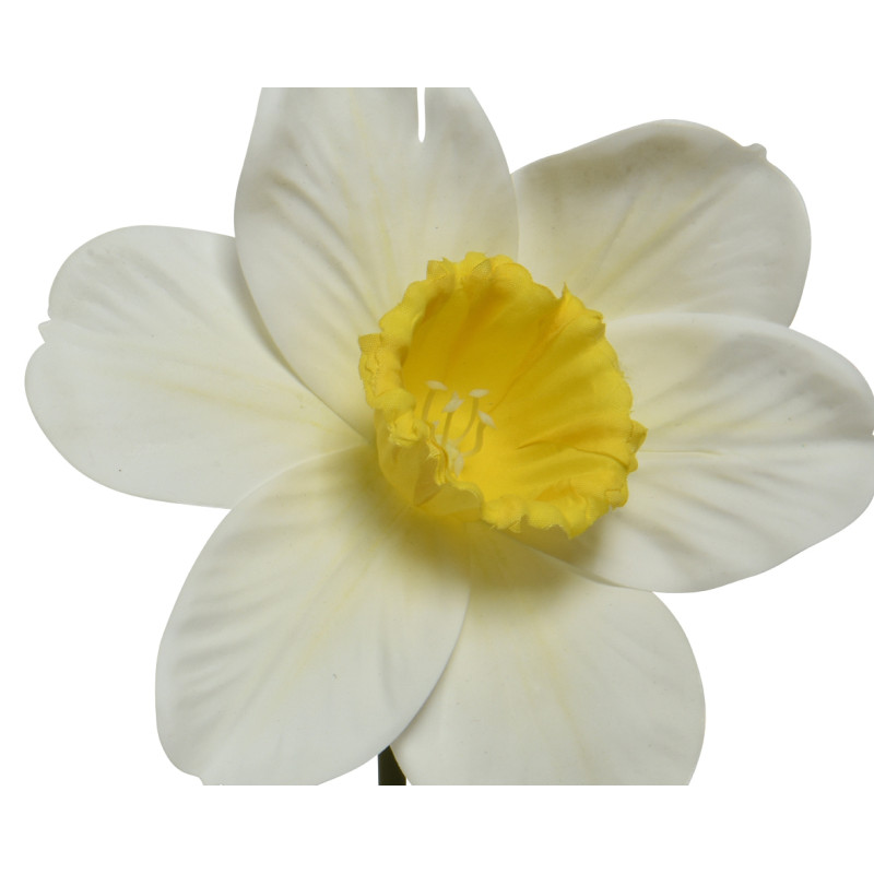 Narciso Bianco con Stelo