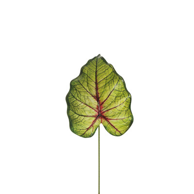 Foglia di Caladium