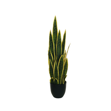 Pianta Sansevieria con Vaso
