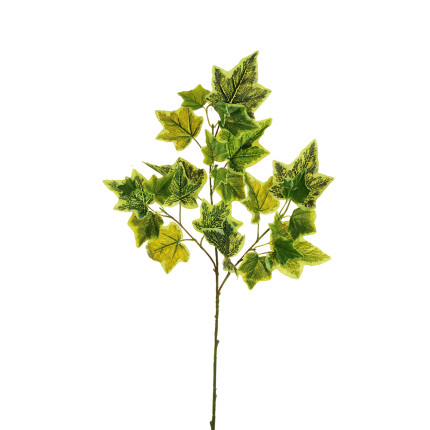 Ramo di Foglie di Edera Variegata
