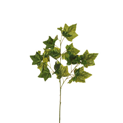 Ramo di Foglie di Edera