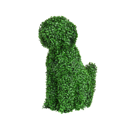 Cespuglio Cagnolino Per Esterno