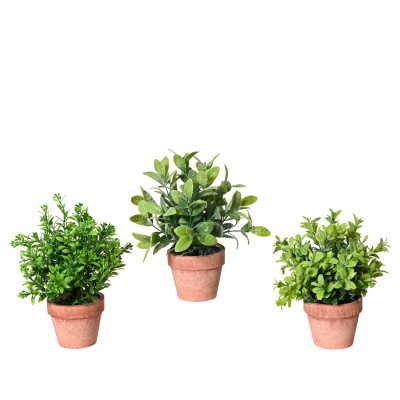 Gardenia In Vaso Terracotta