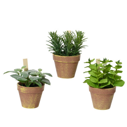 Erba Aromatica in Vaso