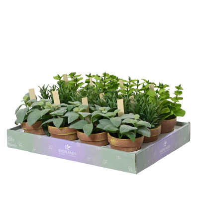 Erba Aromatica in Vaso 2