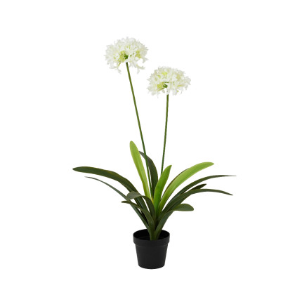 Pianta di Agapanthus bianca In Vaso