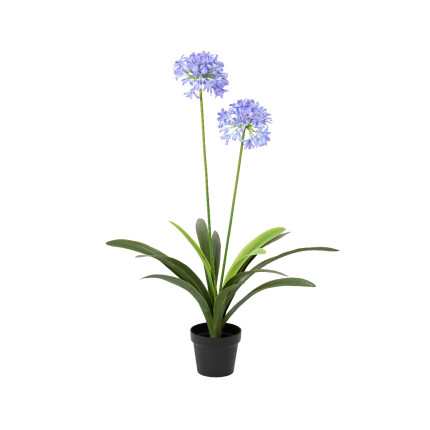 Pianta di Agapanthus lilla In Vaso