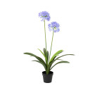 Pianta di Agapanthus In Vaso