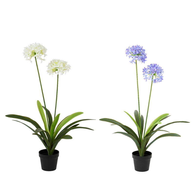 Pianta di Agapanthus In Vaso