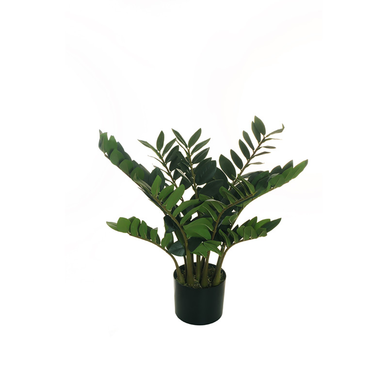 Pianta di Zamioculca