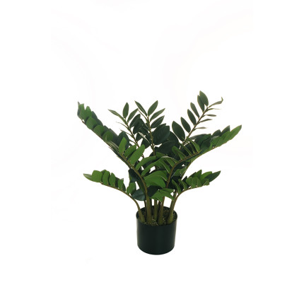 Pianta di Zamioculca