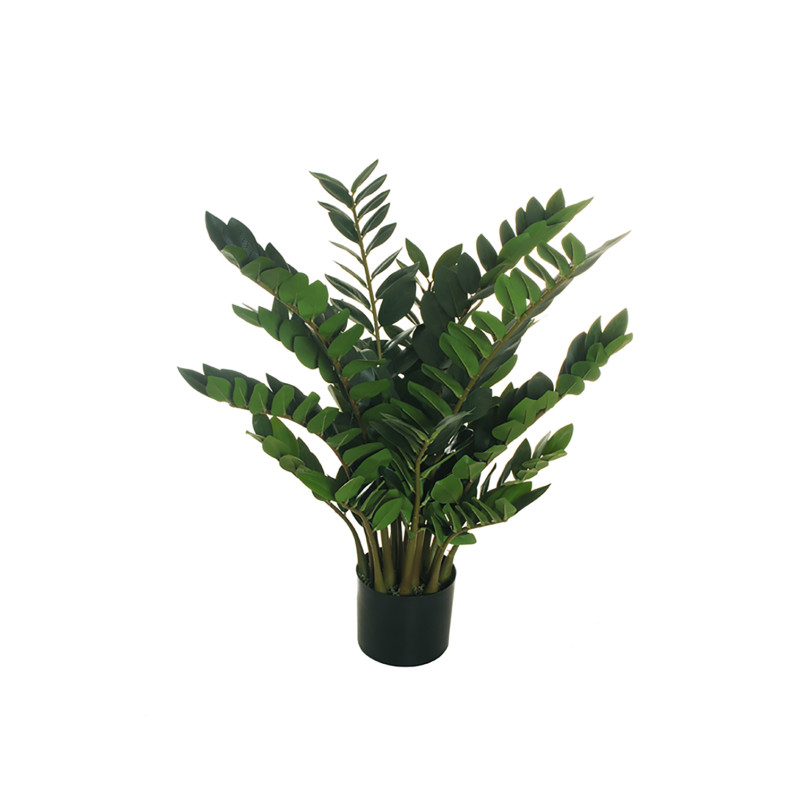 Pianta di Zamioculca