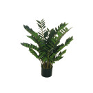 Pianta di Zamioculca