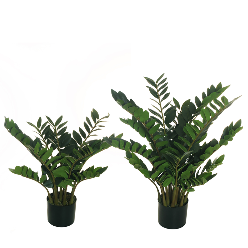 Pianta di Zamioculca