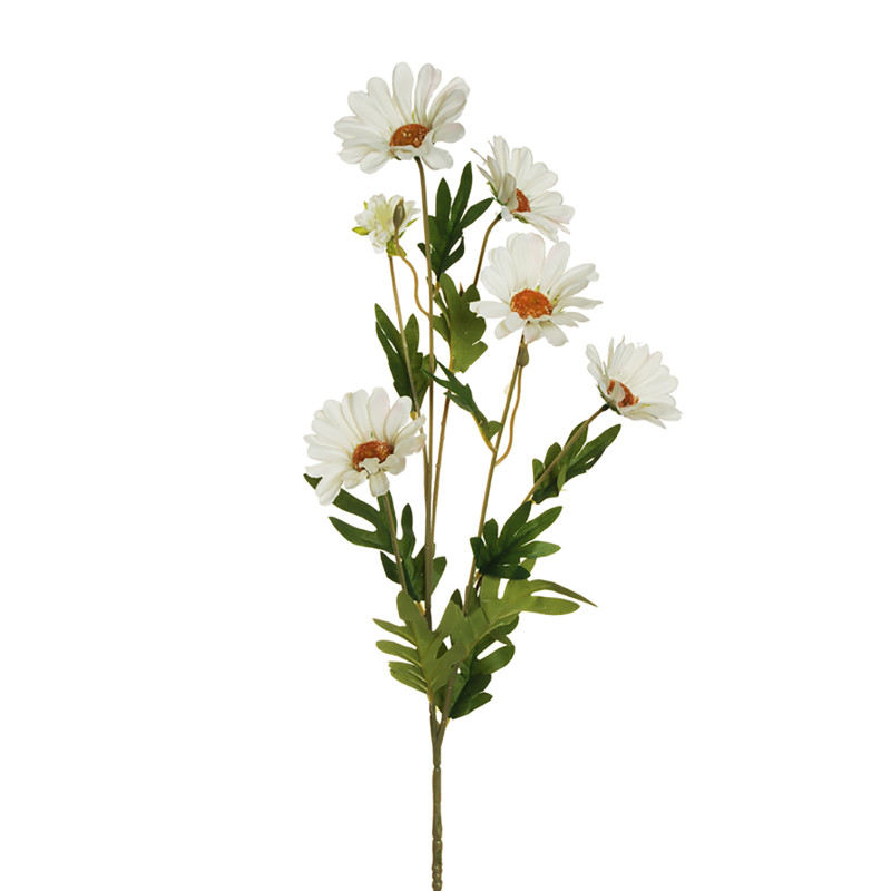 Ramo di 5 Margherite bianche