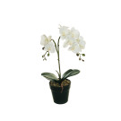 Orchidea in Vaso