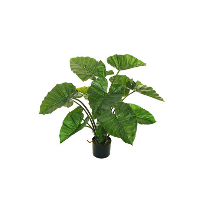 Pianta di Alocasia Con Vaso