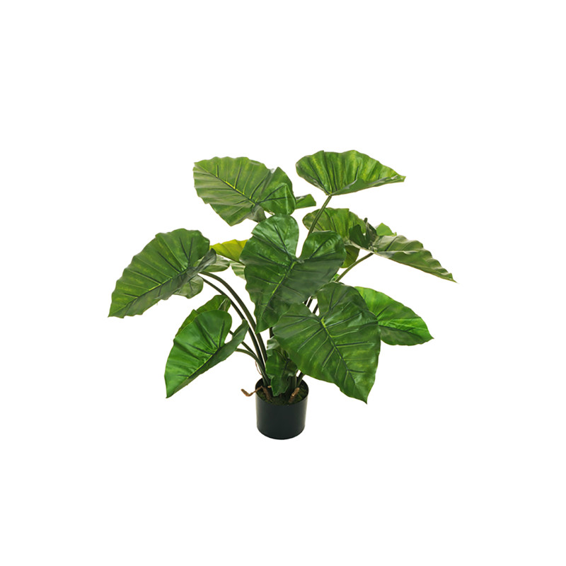 Pianta di Alocasia Con Vaso