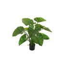 Pianta di Alocasia Con Vaso