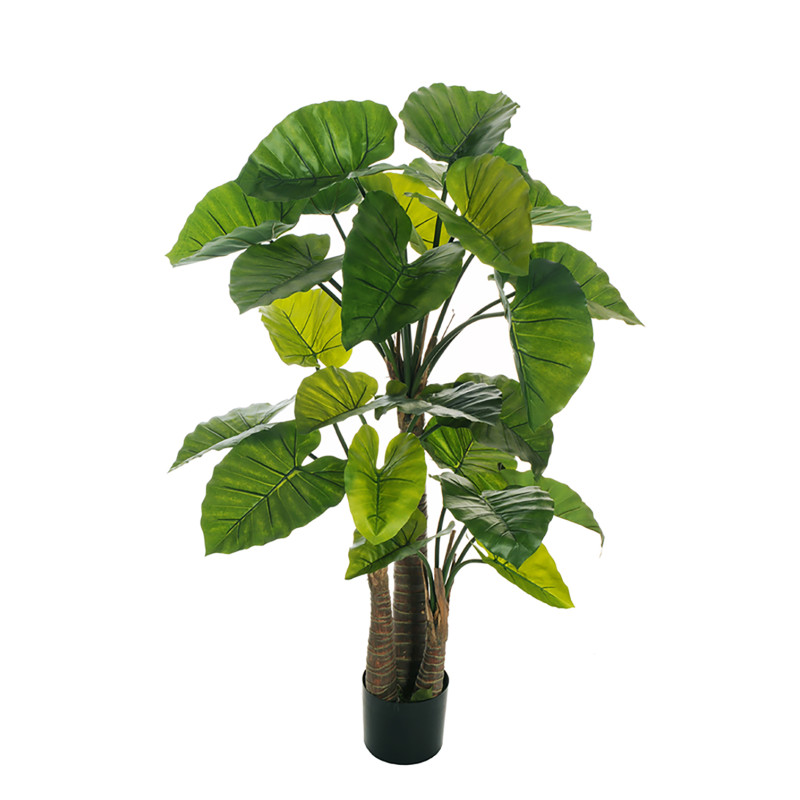 Pianta di Alocasia Con Vaso