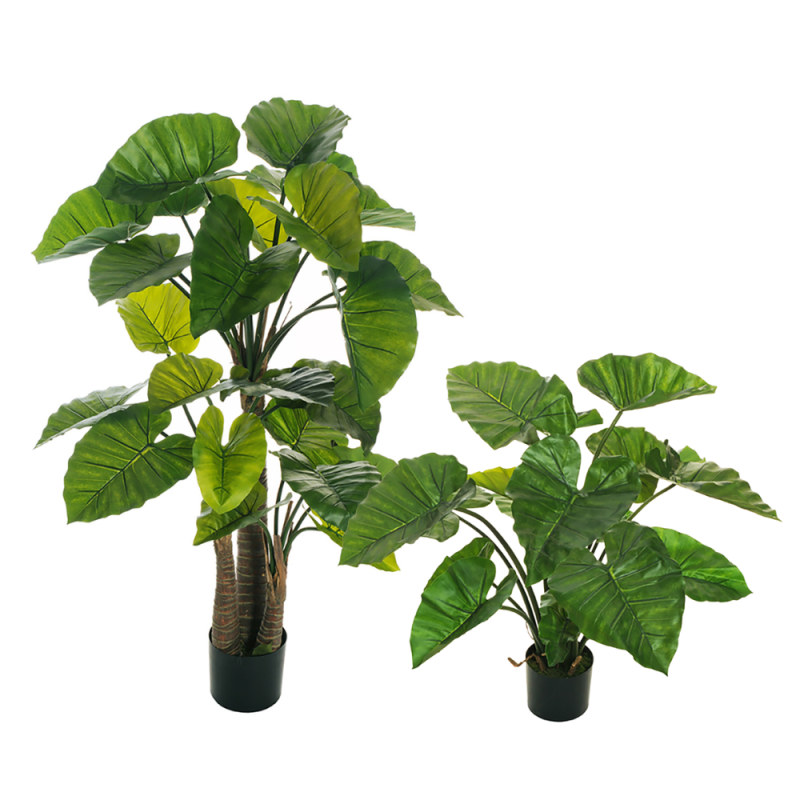 Pianta di Alocasia Con Vaso