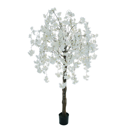 Albero di Fiori di Pesco Bianco