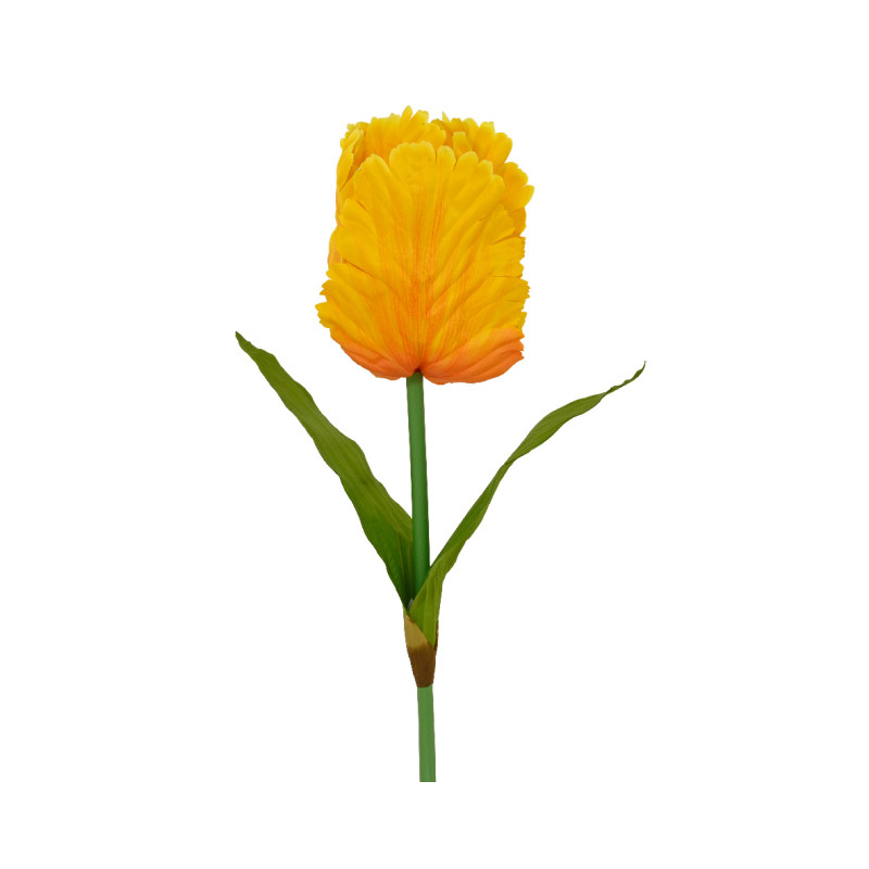 Tulipano Con Stelo arancio