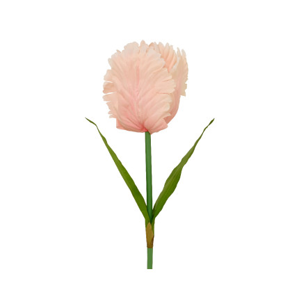 Tulipano Con Stelo rosa