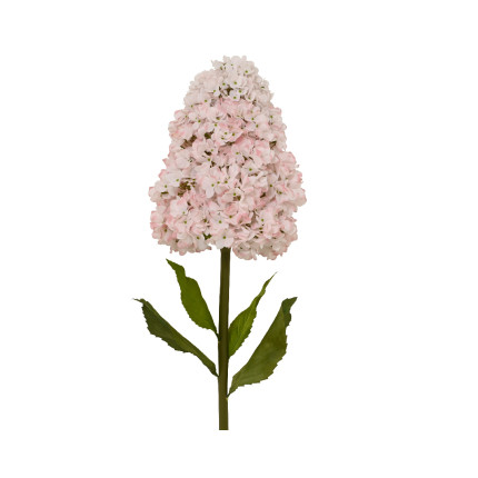 Ortensia Paniculata rosa