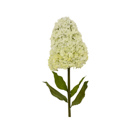 Ortensia Paniculata crema