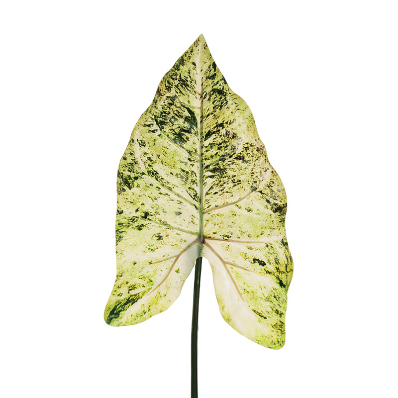 Foglia di Filodendro