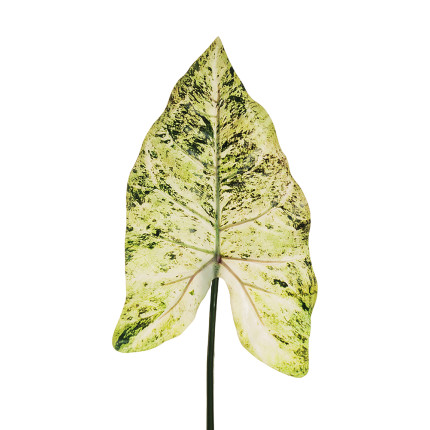 Foglia di Filodendro