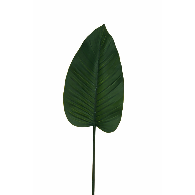 Foglia di Filodendro