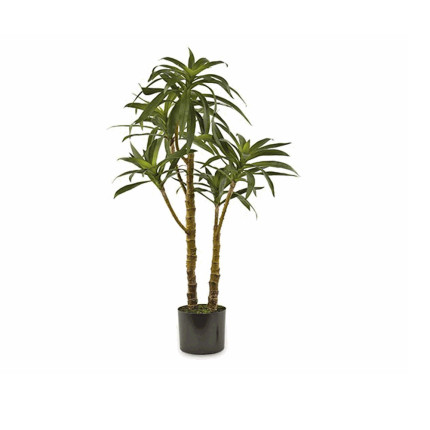 Dieffenbachia Con Vaso 90cm