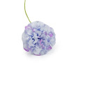 Pick Ortensie Piccole