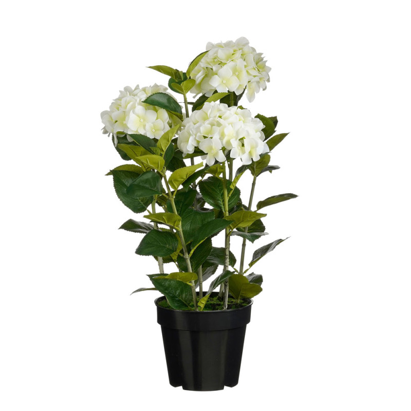 Ortensia Bianca in Vaso