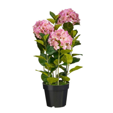 Ortensia Rosa in Vaso