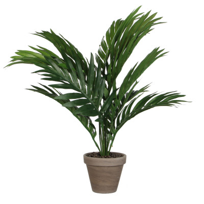 Palma Areca in Vaso