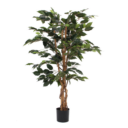 Ficus Verde in Vaso 110cm