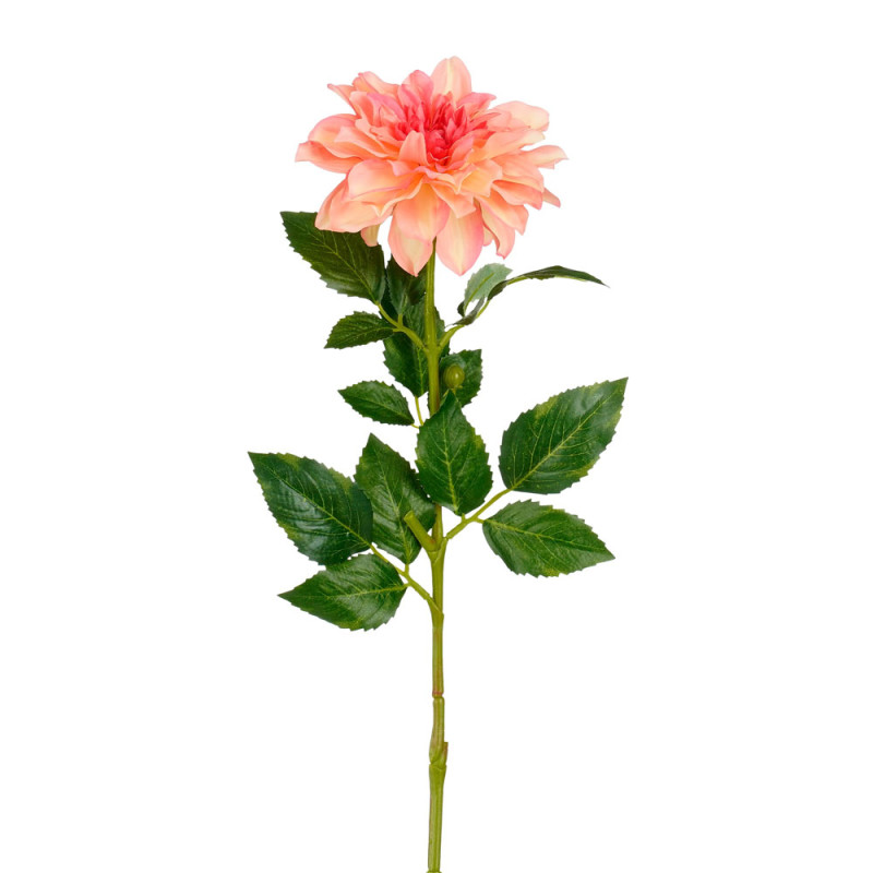 Dalia Rosa con Foglie